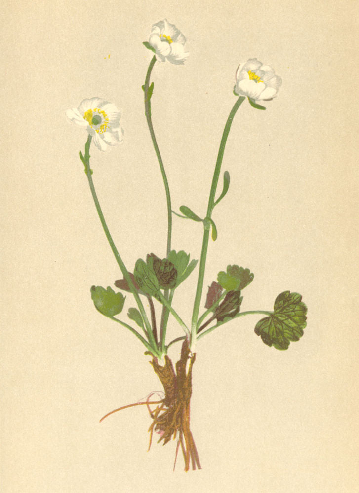 ALPENFLORA ALPINE FLOWERS. Ranunculus alpestris L-Alpen-Hahnenfuss 1897 print